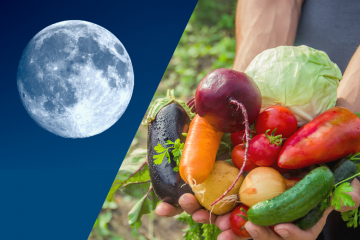Comment réussir ses cultures en jardinant avec la Lune… et avec les bons outils ?