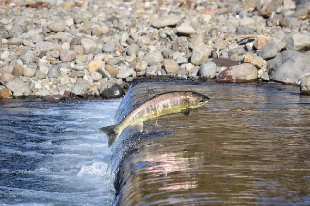 Grâce à la pierre et le béton, les poissons du Grand Est nagent dans le bonheur