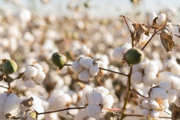 L'histoire du coton : de l'Inde jusqu'à vos combles !