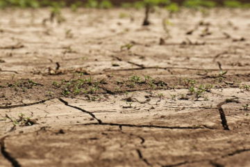 6 conseils pour préserver son jardin de la sécheresse