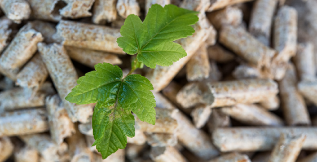 Le granulé de bois au cœur des débats publics