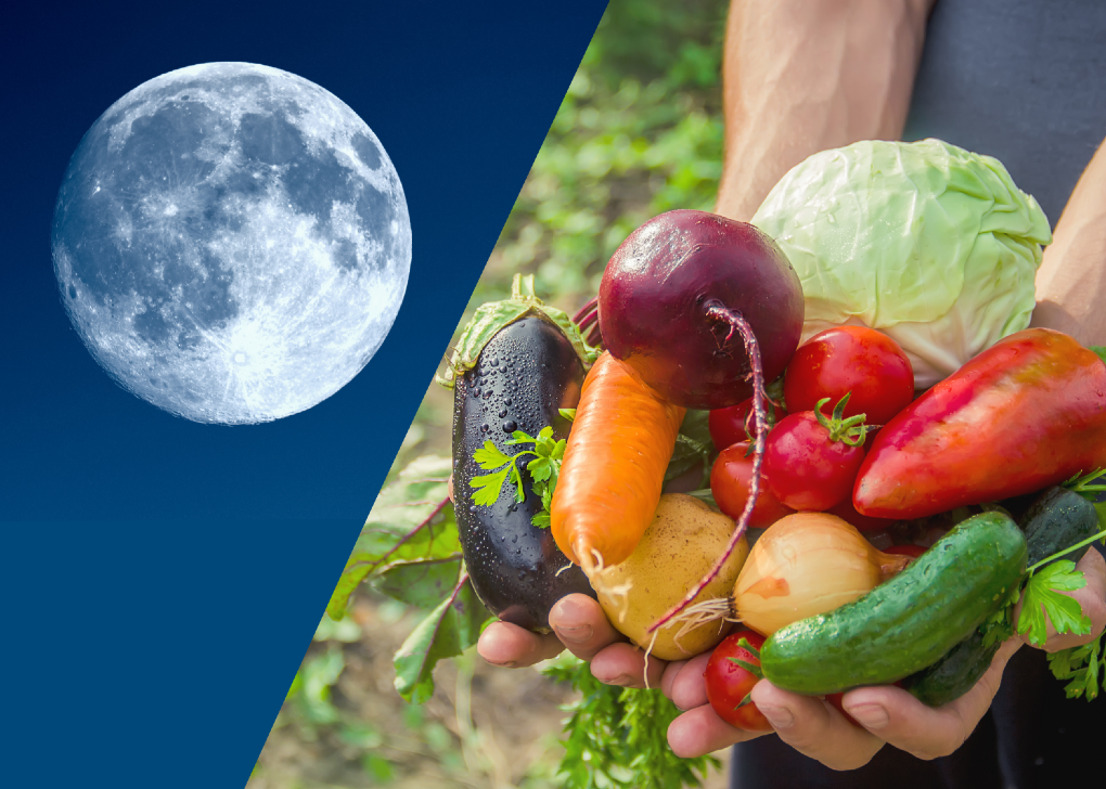 Comment réussir ses cultures en jardinant avec la Lune… et avec les bons outils ?