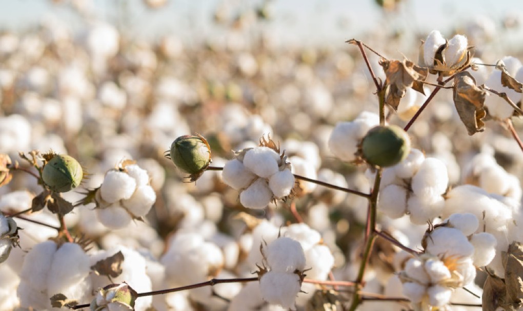 L'histoire du coton : de l'Inde jusqu'à vos combles !