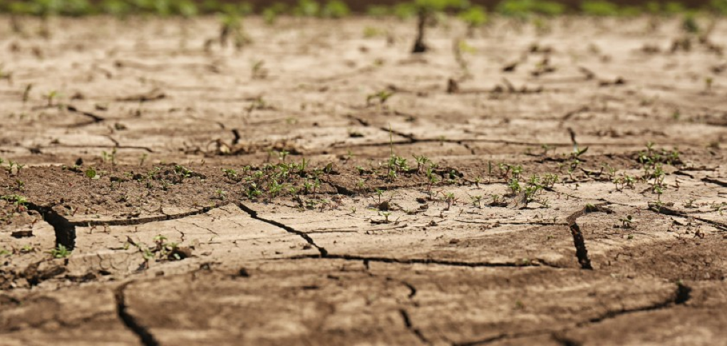 6 conseils pour préserver son jardin de la sécheresse